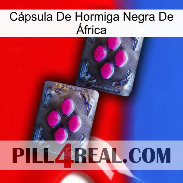 Cápsula De Hormiga Negra De África 01.jpg